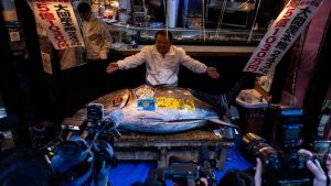 EWF | Rekor Baru! Tuna 243 Kg Laku Rp 54 Miliar di Lelang Tokyo