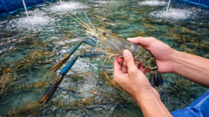 EWF | Usai Temuan Cesium-137, Indonesia Akhirnya Ekspor 3.400 Kontainer Udang ke AS