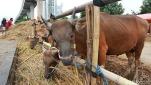 EWF | Hewan Kurban Diprediksi Surplus 891 Ribu Ekor, Pasokan Dijamin Aman
