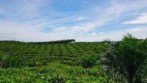 EWF | Hilirisasi Tahap II Dimulai, Indonesia Bakal Punya Industri Sawit Terintegrasi di Sei Mangkei