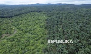 EWF | Implementasi Pasal 33 UUD 1945 Dorong Pemerataan Ekonomi