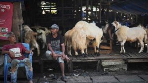 EWF | Kementan Pastikan Stok Hewan Kurban Idul Adha 2026 Aman