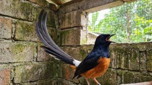 EWF | Mendag: Nilai Ekonomi di Balik Burung Kicau sampai Rp 2 Triliun