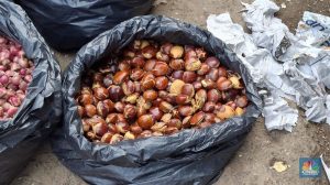 EWF | Semriwing Jengkol RI Merebak, Laku Keras di Malaysia Sampai Jepang