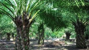 EWF | Teknologi Jadi Senjata Baru Industri Sawit Hadapi Persaingan Global