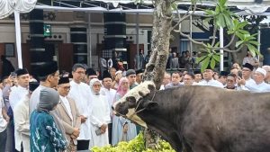 EWF | Top 3: Purbaya Kurban Sapi Berbobot 890 Kg