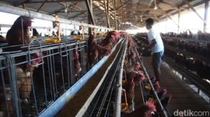 EWF | Danantara Biayai Proyek Hilirisasi Ayam Rp 5 Triliun