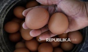 EWF | Harga Telur Turun, Pemerintah Kerahkan MBG untuk Serap Produksi Peternak