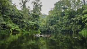 EWF | Hutan dan Perdagangan Karbon Dunia, Apakah RI Siap Jadi Pemain Utama?