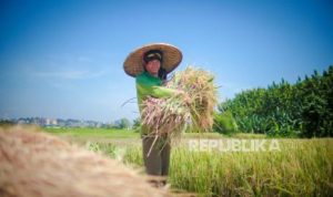 EWF | Kontras Dunia: Amerika Rawan Pangan, Indonesia Surplus Beras dan Harga Stabil