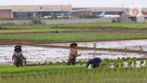 EWF | Produksi Beras Indonesia Tertinggi di Asia Tenggara