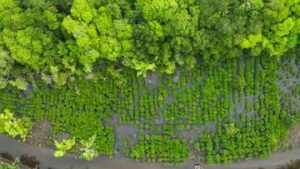 EWF | Program Mangrove NHM di Kao Tumbuh Pesat, Tingkat Keberhasilan Capai 90%