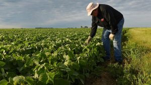 EWF | 250 Tahun AS: Dulu “Cuma” Negara Petani, Kini Jadi Bos Pangan Dunia