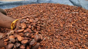 EWF | Harga Biji Kakao Melejit Imbas Cuaca Buruk hingga Penurunan Produksi