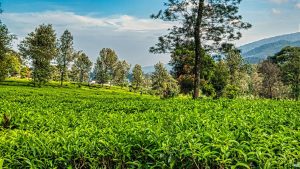 EWF | Harga Kopi hingga Teh Kini Ditentukan Langit, Sulit Dijinakkan