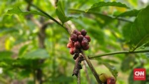 EWF | Kala Karbon Bawa Kopi Pelosok Jambi Melanglang ke Negeri Kincir Angin