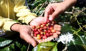 EWF | Penjualan Naik 60 Persen, Sakha Coffee Perkuat Ekonomi Kopi Lokal
