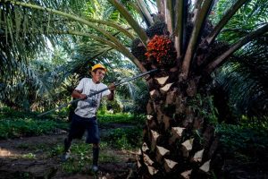 EWF | Produksi CPO RI Capai 53 Juta Ton, Hilirisasi Sawit Perlu Dipercepat