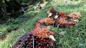 EQUITYWORLD FUTURES JAKARTA | 81 Tahun Merdeka: Deretan Komoditas Ini Menjadikan RI Raja Dunia