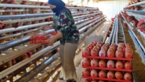 EQUITYWORLD FUTURES JAKARTA | Pemerintah Janji Jaga Harga Pakan, Minta Dapur MBG Serap Telur Peternak