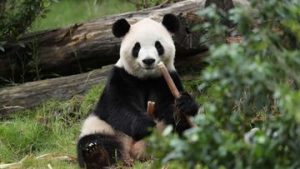 EQUITYWORLD FUTURES JAKARTA | 2 Panda ‘Ping Ping-Fu Shuang’ Dikirim China Tiba di Atlanta AS