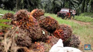 EQUITYWORLD FUTURES JAKARTA | Harga CPO Merosot, Kabar Baik dari India Tak Mampu Jadi Penopang