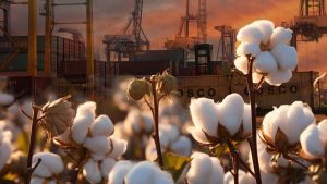 EQUITYWORLD FUTURES JAKARTA | Produksi Kapas Dunia Diramal Ambruk, Importir Kayak RI Bisa Kena Imbas