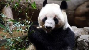 EQUITYWORLD FUTURES JAKARTA | Usai Lawatan Xi Jinping, China Kirim 2 Panda ‘Ping Ping-Fu Shuang’ ke AS