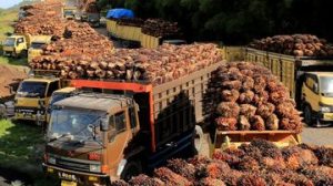 EQUITYWORLD FUTURES JAKARTA | Bisnis Sawit Haji Isam Raup Penjualan Rp3,52 T, Biodiesel Jadi Andalan