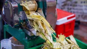 EQUITYWORLD FUTURES JAKARTA | China Olah Tebu Jadi Minuman Fermentasi hingga Alat Makan