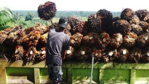 EQUITYWORLD FUTURES JAKARTA | Harga Referensi Minyak Kelapa Sawit Naik Oktober 2026