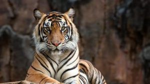 EQUITYWORLD FUTURES JAKARTA | Pengunjung Kebun Binatang Tewas Usai Masuk Kandang Harimau