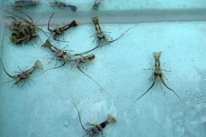 EQUITYWORLD FUTURES JAKARTA | Terungkap Negara Rugi Rp17,9 Triliun per Tahun dari Penyelundupan Benih Lobster
